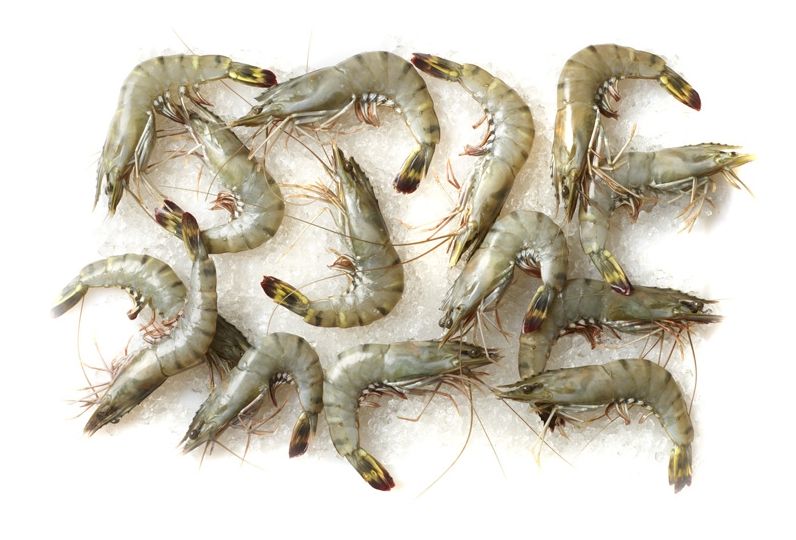 madagascar shrimp sm